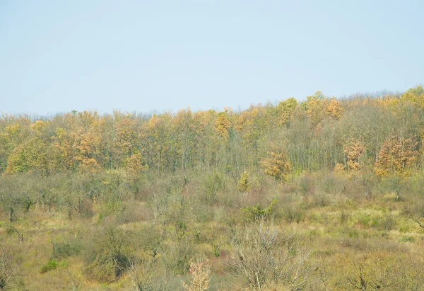 Autumn forest with blue sky. — Stock Photo, Image