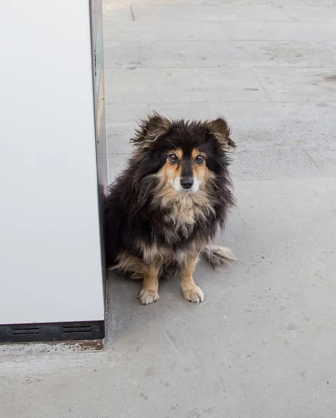 Perro sentado en el camino . — Foto de Stock