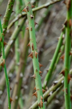 Stems of a rose with thorns