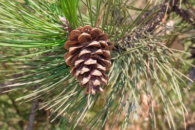 çam kozalağı yakın çekim