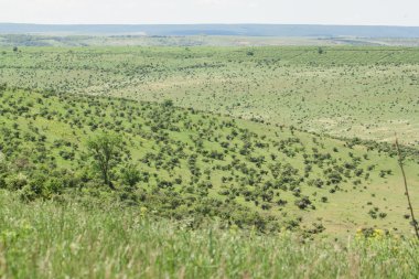 Yeşil ağaçlı tarla