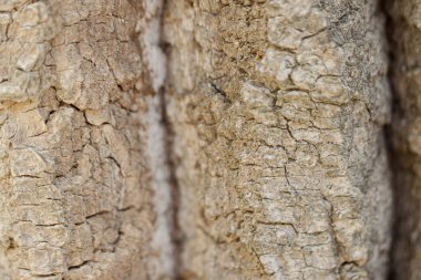 Gri kayalar yakın plan