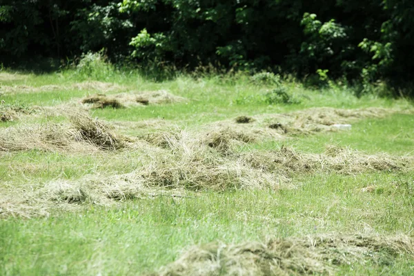 Close-up of dry haystack — Stock fotografie