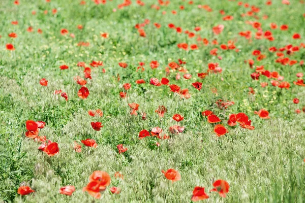 Mohnfeld aus nächster Nähe. — Stockfoto