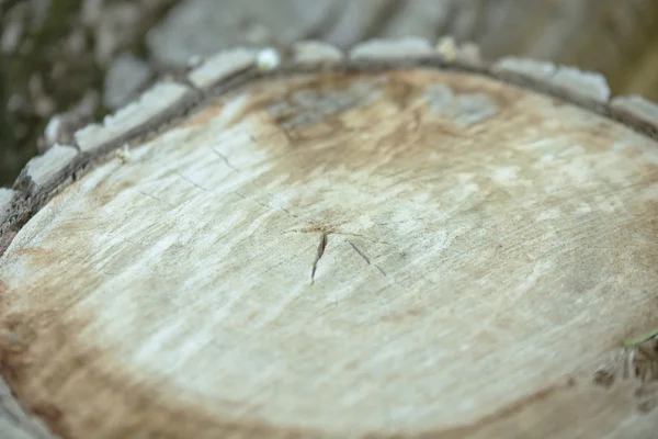 Corteza de árbol vieja — Foto de Stock