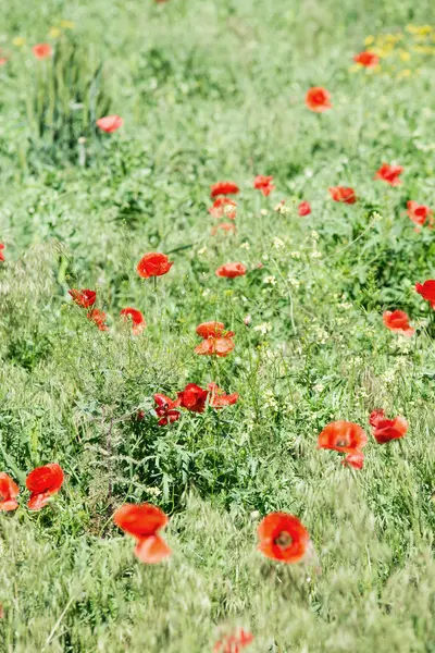 Field with poppies close-up — Zdjęcie stockowe