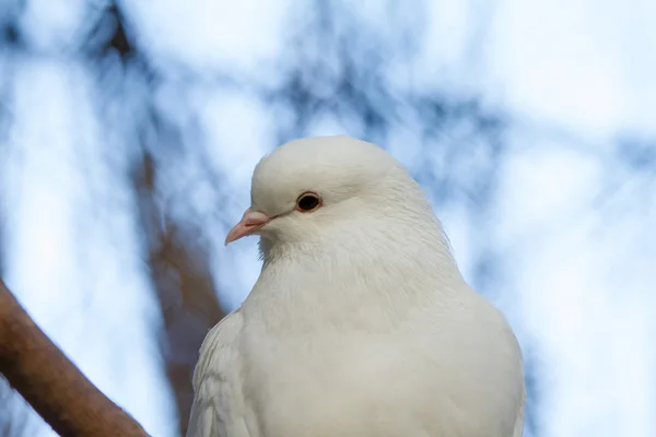 Dove against the blue sky — Stock Photo, Image