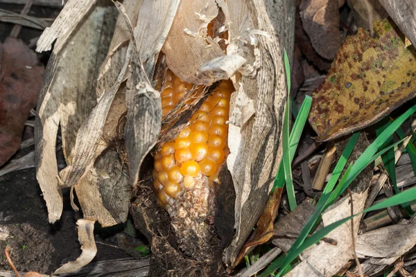 Rijpe maïs close-up — Stockfoto