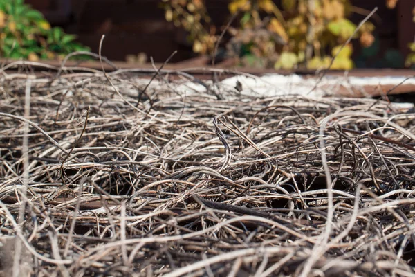 Dry straw on ground. — Stockfoto