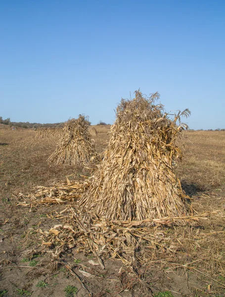 Several stacks of hay — Stock Photo, Image