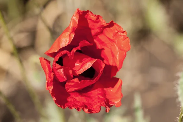 Flor de papoula selvagem . — Fotografia de Stock