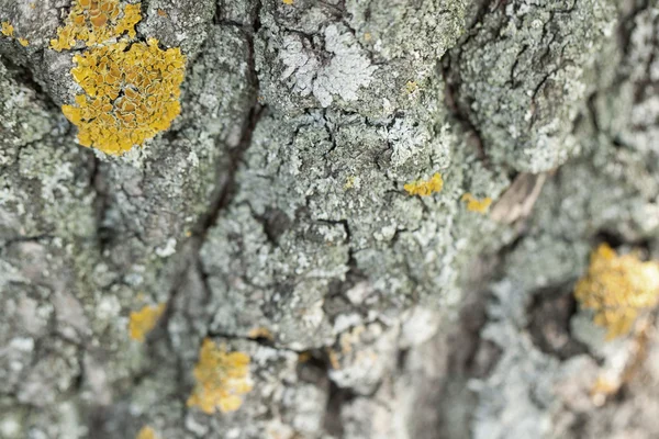 Rock with yellow mold — Stock fotografie