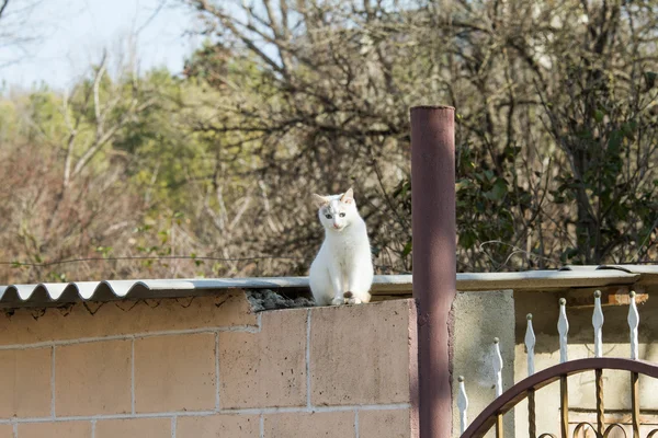 Gato sentado em um telhado — Fotografia de Stock