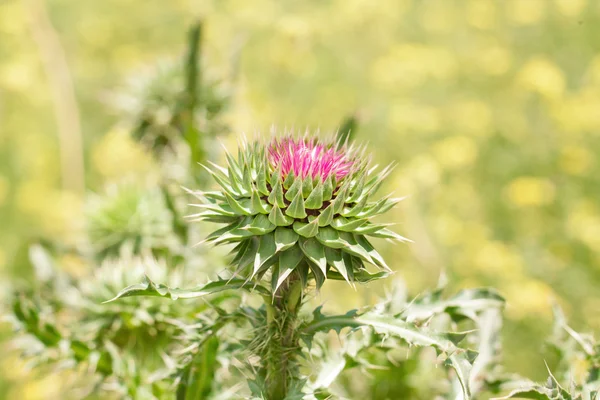 Wild flower in field. — Stock Photo, Image