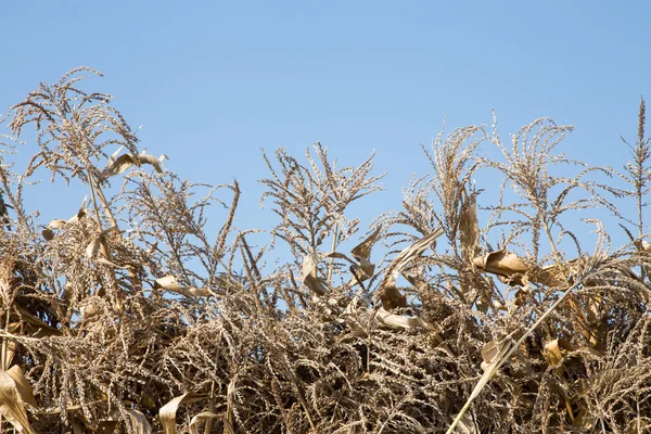 Close-up of corn stalks — Zdjęcie stockowe