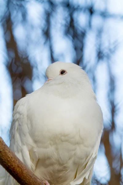 Close-up of white dove — 스톡 사진