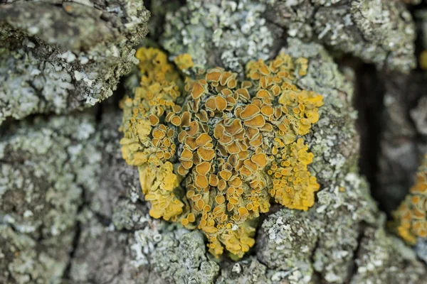 Rock with yellow fungus. — Stok fotoğraf