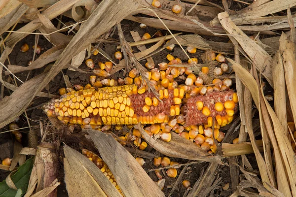 Broken corn ear on the soil — Stock Photo, Image