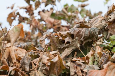 Kuru üzüm yaprakları arka plan