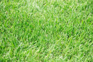 Yeşil Çimen Arkaplanı