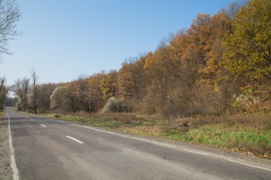 Ormanda asfalt yol