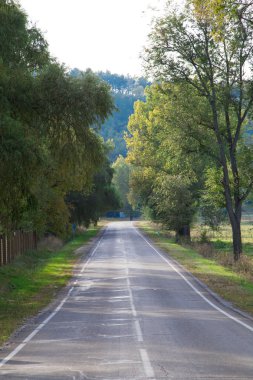 Ormanda asfalt yol