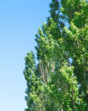 Yeşil kavak ağacı