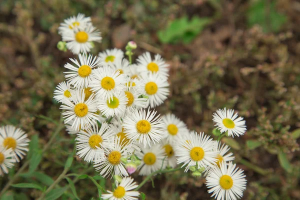 Pequenas flores de camomila — Fotografia de Stock