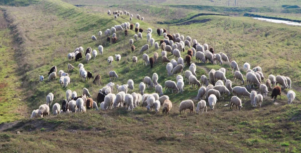 Pecore al pascolo sul prato — Foto Stock