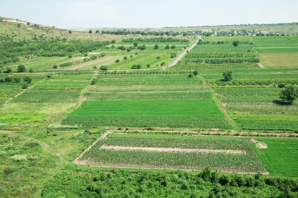 Paysage champêtre estival — Photo