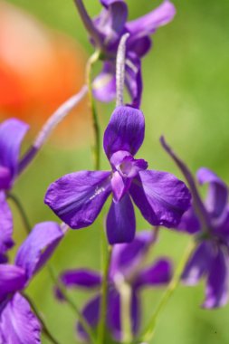 Mor kır çiçekleri