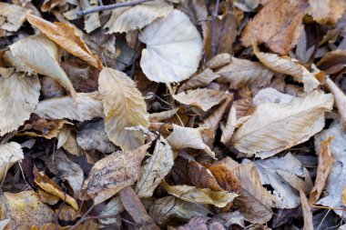 Renkli sonbahar yaprakları