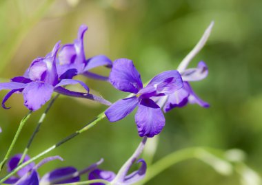 Mor kır çiçekleri