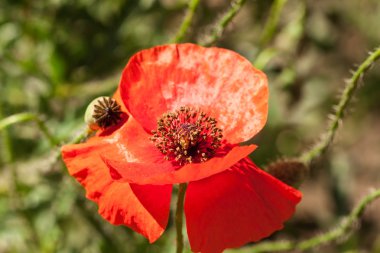 Kırmızı gelincik çiçeği