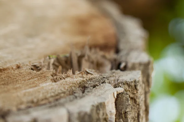 Close up of cracked stump — Stock Photo, Image