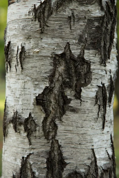 桦树树干的纹理 — 图库照片