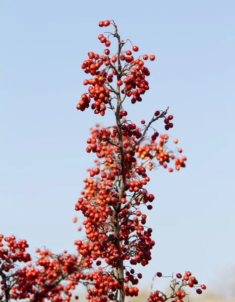 Hawthorn bessen boom — Stockfoto