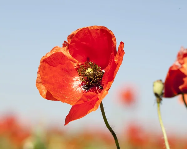 Roter wilder Mohn — Stockfoto