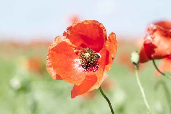 Roter wilder Mohn — Stockfoto