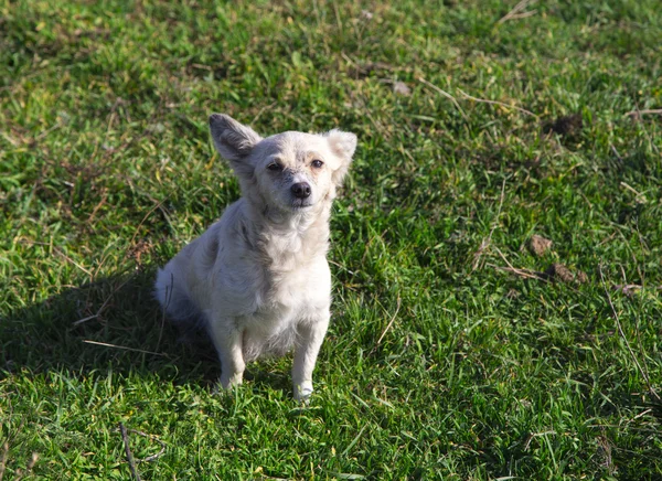 Perro blanco en la naturaleza . — Foto de Stock