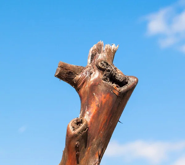 Old dry tree — Stock Photo, Image