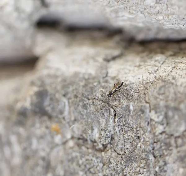 Gray rock with insect. — Stock Photo, Image