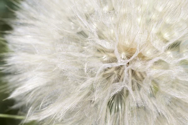 Branco dente-de-leão com sementes — Fotografia de Stock