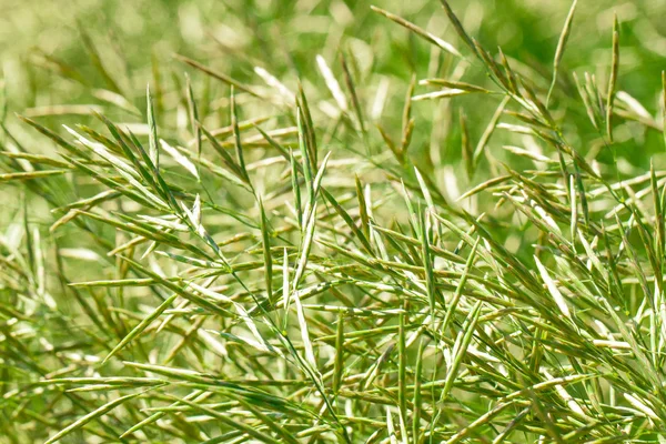 Verde spikelets fundo — Fotografia de Stock