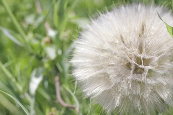 Pissenlit blanc aux graines — Photo