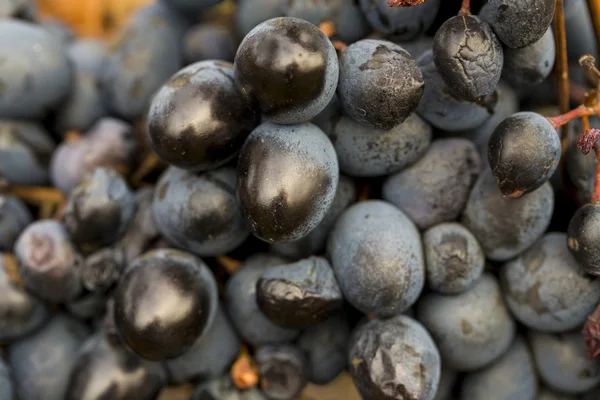 Ripe grapes in fall — Stock Photo, Image