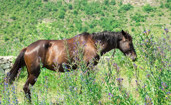 Cavallo marrone a prato fiorito — Foto Stock