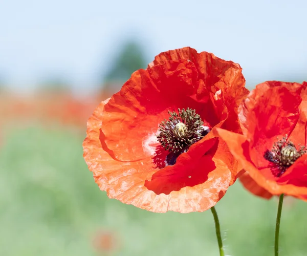 Red wild poppies — Stock Photo, Image