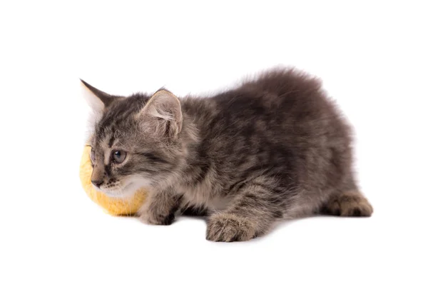 Divertente gattino marrone e palla di filo — Foto Stock