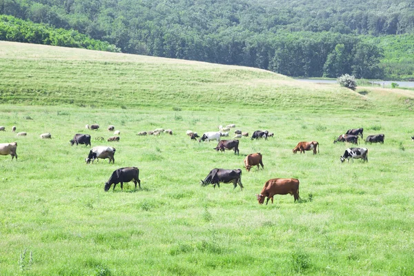 Flock of cows on the field — Stock Photo, Image